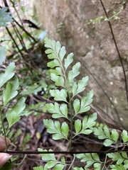 Asplenium pseudolaserpitiifolium