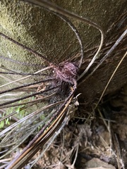 Asplenium pseudolaserpitiifolium