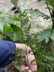 Asplenium pseudolaserpitiifolium