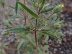 Mimetanthe pilosa