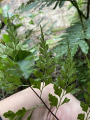 Asplenium pseudolaserpitiifolium