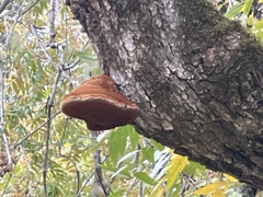 Inonotus