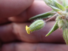 Mimetanthe pilosa