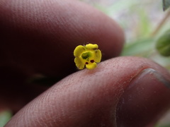Mimetanthe pilosa