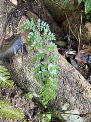 Asplenium pseudolaserpitiifolium