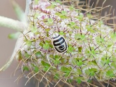Sciocoris macrocephalus