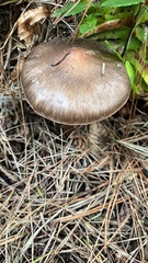 Chroogomphus vinicolor