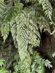 Asplenium pseudolaserpitiifolium