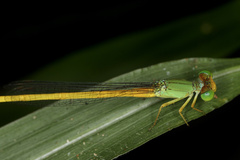 Ceriagrion