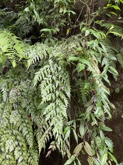 Asplenium pseudolaserpitiifolium