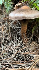 Chroogomphus vinicolor