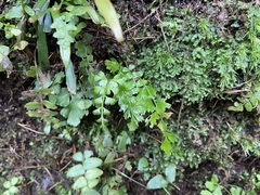 Asplenium pseudolaserpitiifolium