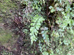Asplenium pseudolaserpitiifolium