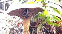 Chroogomphus vinicolor