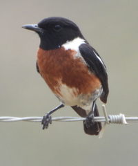 Saxicola torquatus