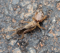 Neocurtilla hexadactyla