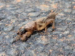 Neocurtilla hexadactyla