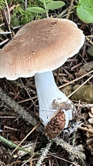 Leucopaxillus gentianeus