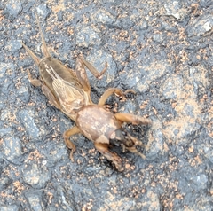 Neocurtilla hexadactyla