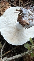 Leucopaxillus gentianeus