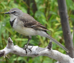 Motacilla capensis capensis