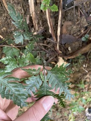 Pteris grevilleana