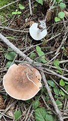 Leucopaxillus gentianeus