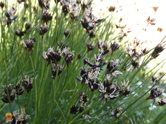 Juncus jacquinii