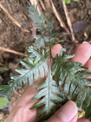 Pteris grevilleana