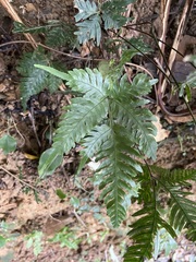 Pteris grevilleana