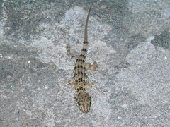 Tenuidactylus caspius