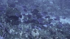 Acanthurus coeruleus