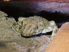 Tenuidactylus caspius