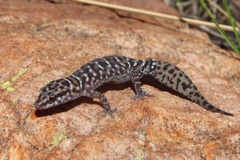 Pachydactylus affinis