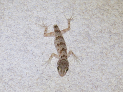 Tenuidactylus caspius
