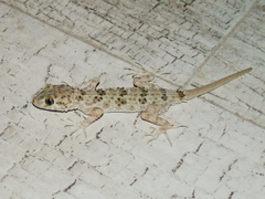 Tenuidactylus caspius
