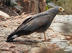 Polyboroides typus