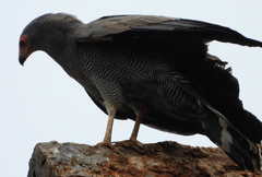 Polyboroides typus