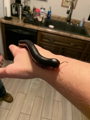 Archispirostreptus syriacus