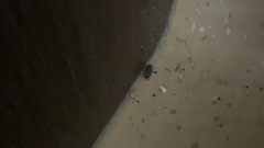 Porcellio spinicornis