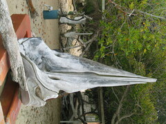 Physeter macrocephalus