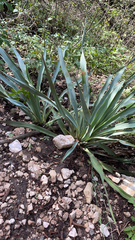 Yucca pallida