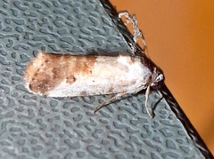 Ponometia phecolisca