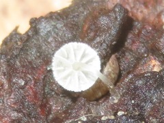 Mycena tenerrima