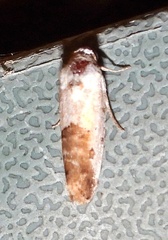 Ponometia phecolisca