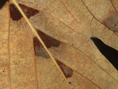 Aceria pseudoplatani