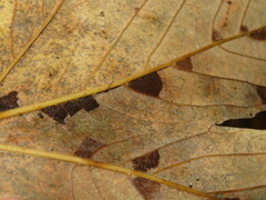 Aceria pseudoplatani