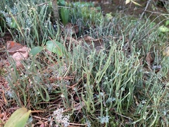 Cladonia maxima