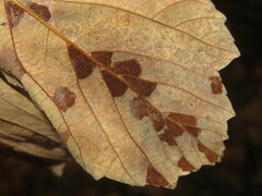 Aceria pseudoplatani