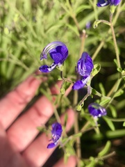 Trichostema setaceum